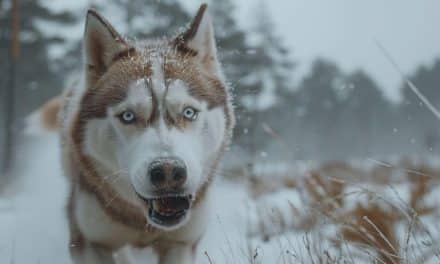 Choisir un husky sibérien